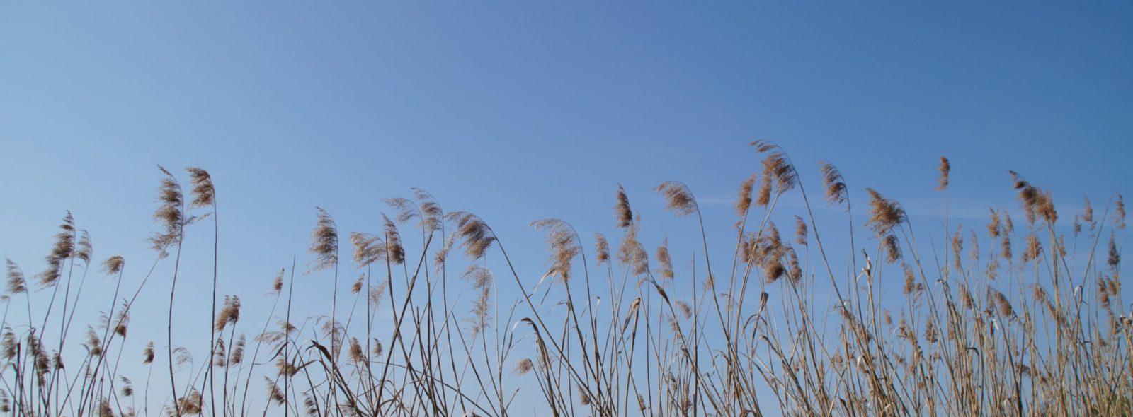 Schilf Naturschutz und Rudern